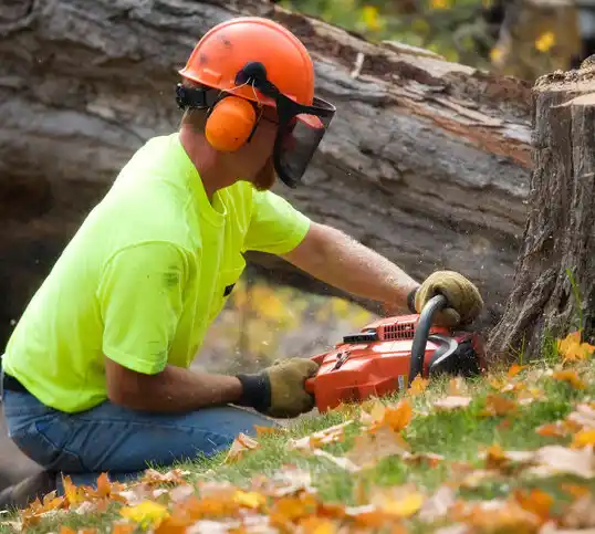 tree services Sebring